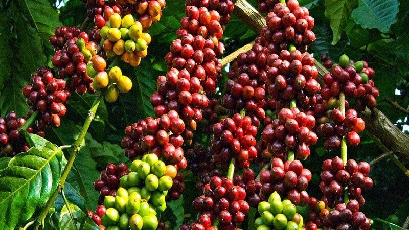 Cà phê Robusta là cà phê gì?