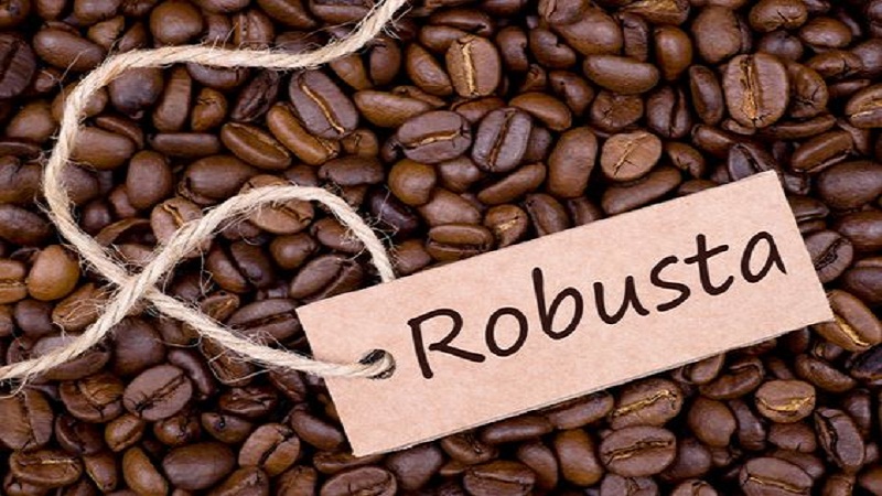 Cà phê Robusta là gì? Hương vị, cách pha và thưởng thức như thế nào?